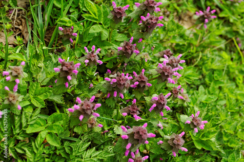 flowering nettle