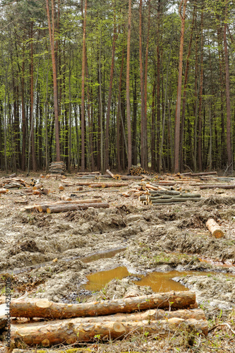 Deforestation and logging