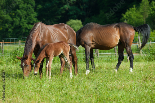 Horse family © paul prescott