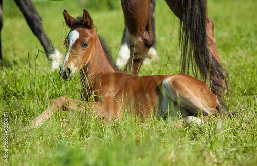 Young foal