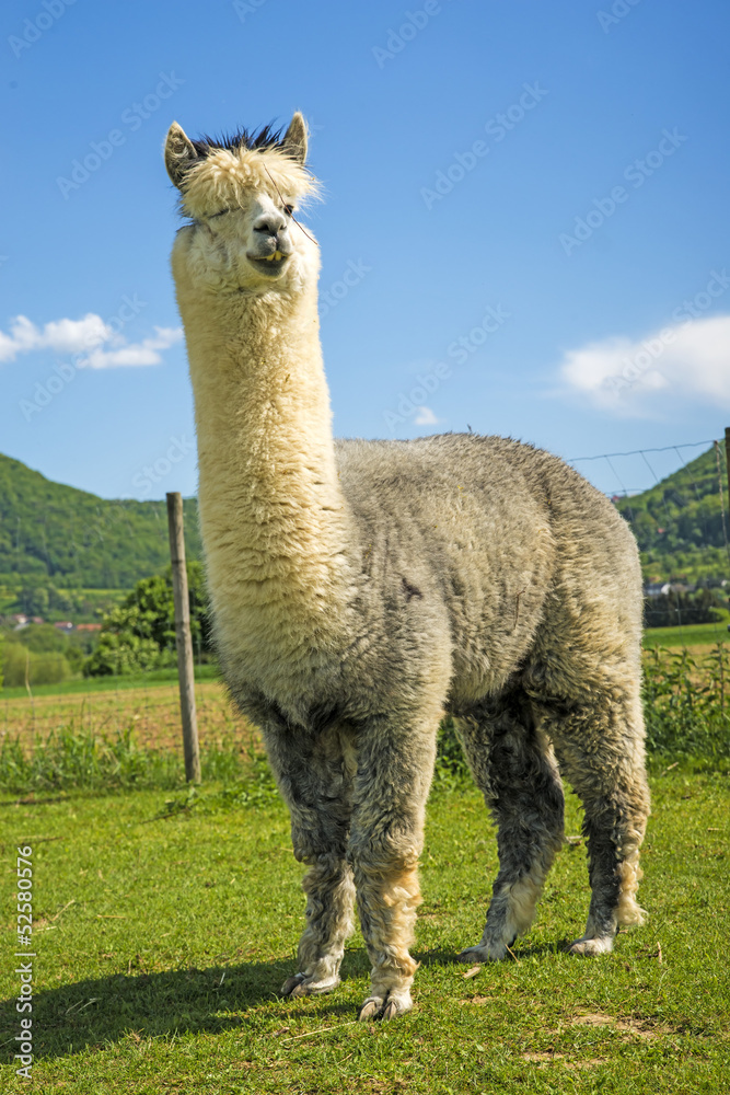 Obraz premium Alpaka schaut neugierig