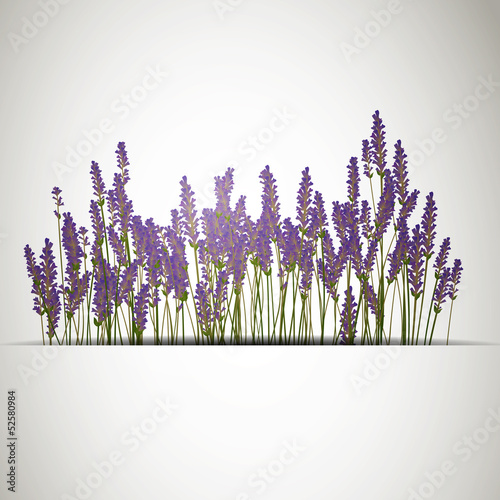 Vector Illustration of a Lavender Background