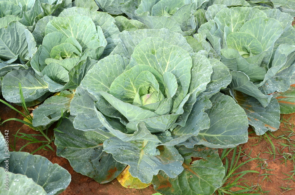Fresh Cabbage Fresh Cabbage