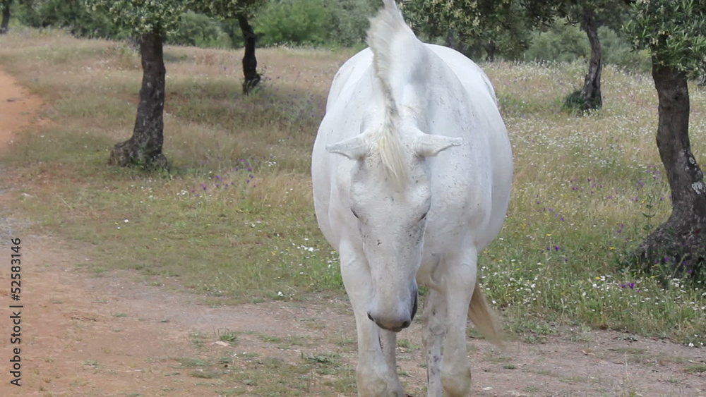 Caballo asintiendo