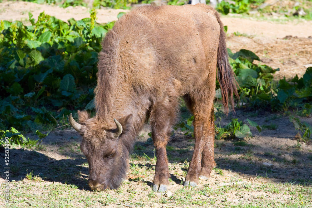 Fototapeta premium shot of an aurochs