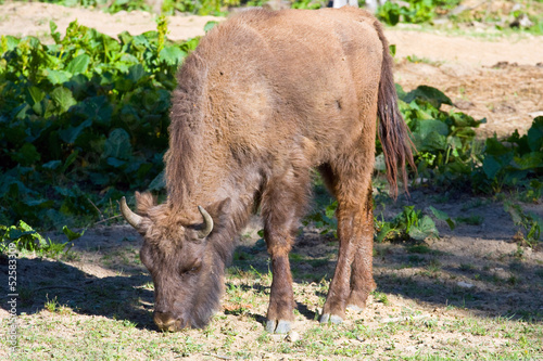 Vászonkép shot of an aurochs