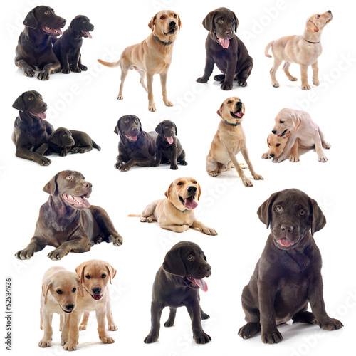 Fototapeta Naklejka Na Ścianę i Meble -  group of labrador retriever