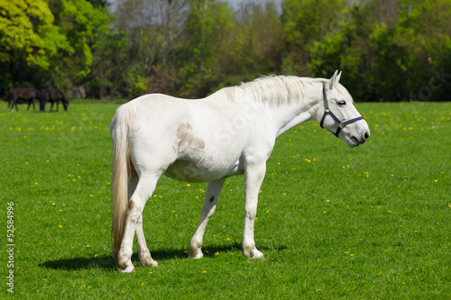 Arabian grey horse in a green field