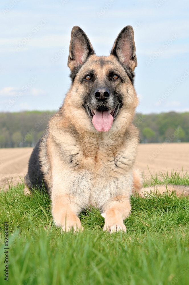 Deutscher Schäferhund liegend