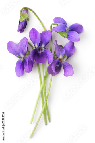Bunch of Violets