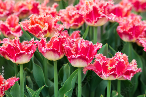 Fototapeta Naklejka Na Ścianę i Meble -  Tulips on flowerbed