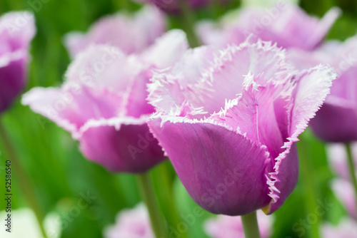 Fototapeta Naklejka Na Ścianę i Meble -  Tulips