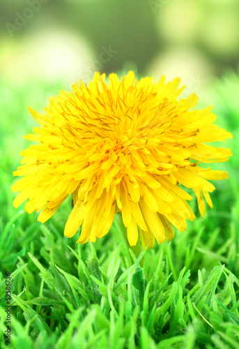 Dandelion flower on grass on bright background