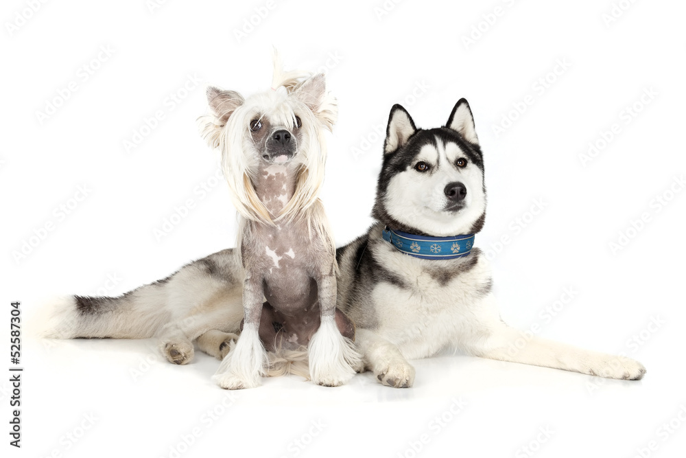 Siberian Husky and the Chinese Crested Dog Siberian Husky and the Chinese Crested Dog