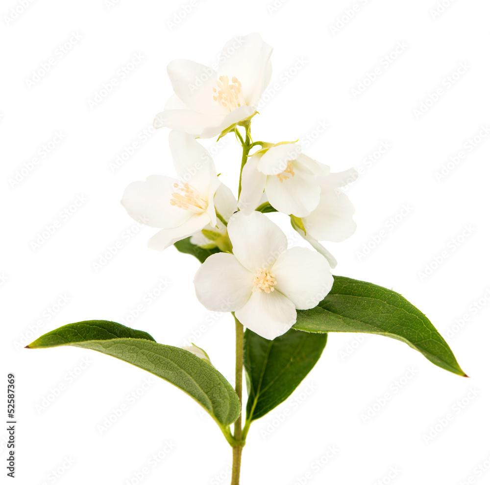 Obraz premium jasmine