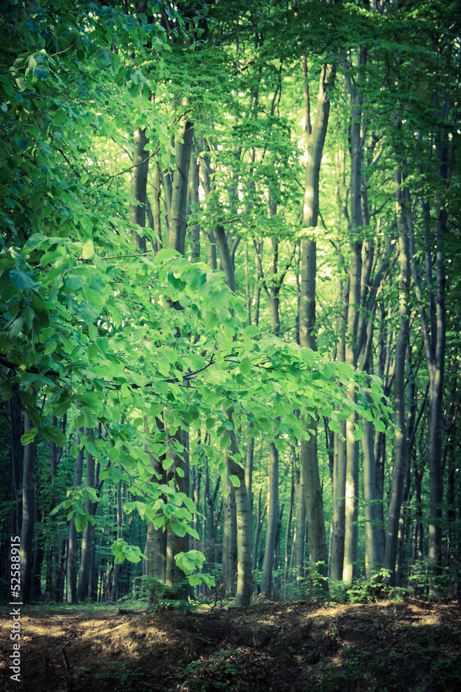 Mysterious dark forest near Rzeszow, Poland Mysterious dark forest near Rzeszow, Poland