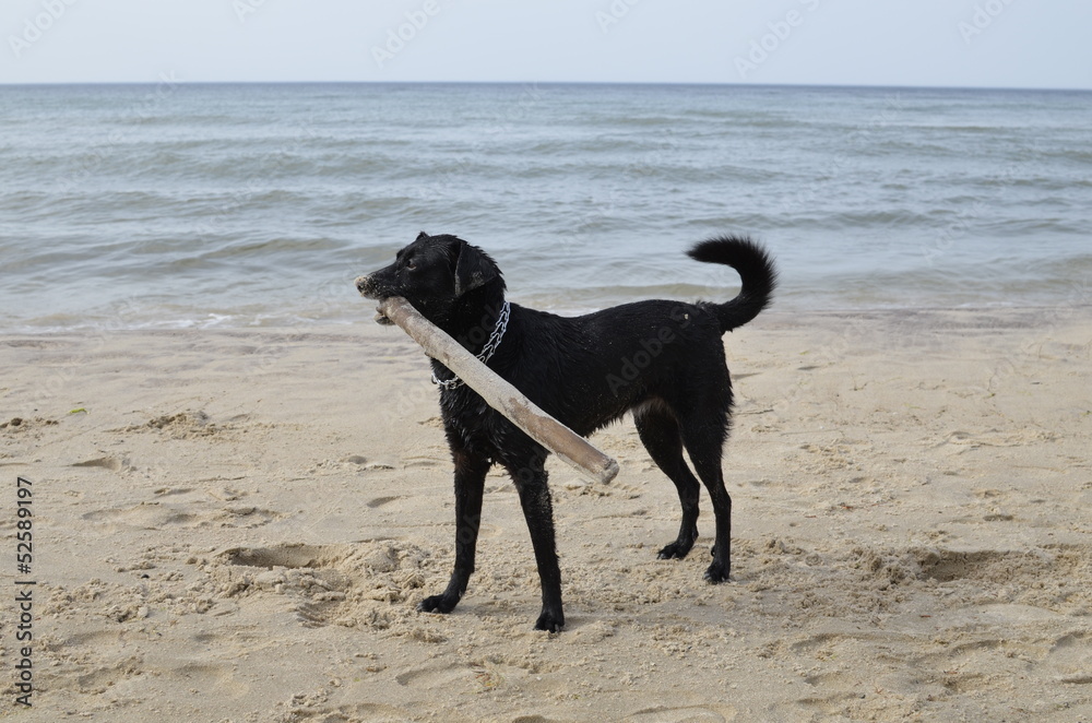 Single Black Dog on Sandy Beach