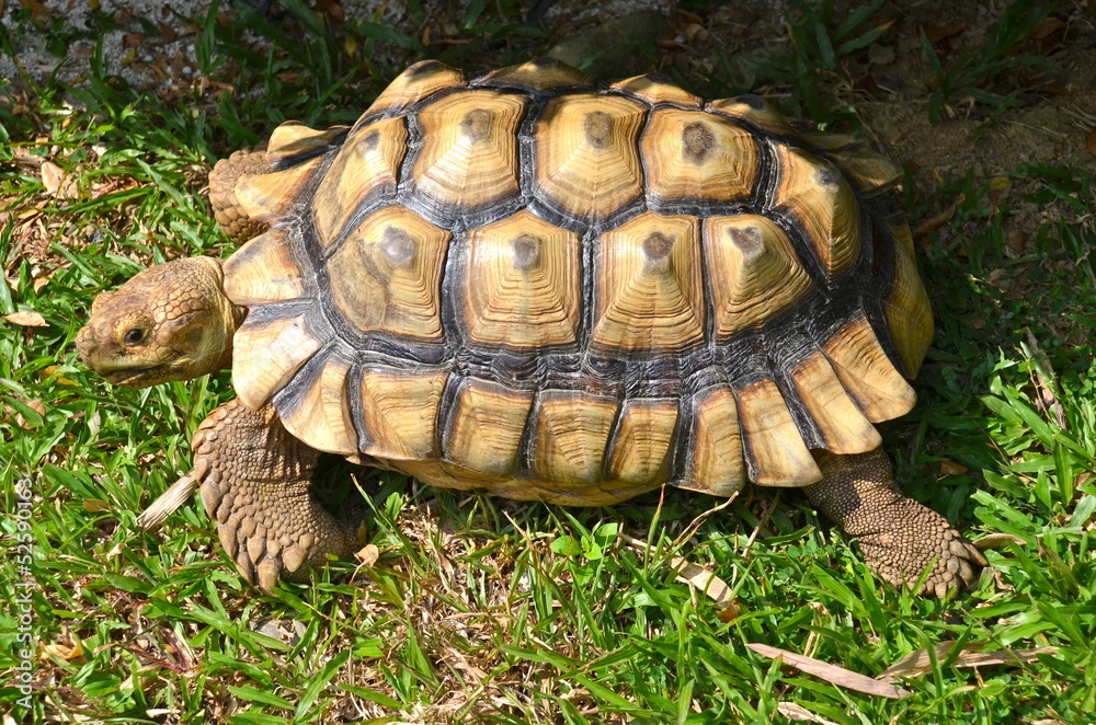 Obraz premium African Spurred Tortoise, Chinese Garden, Singapore