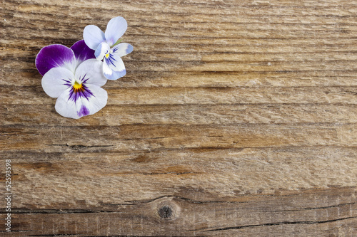 The pansy flowers on wooden background. Copy space.