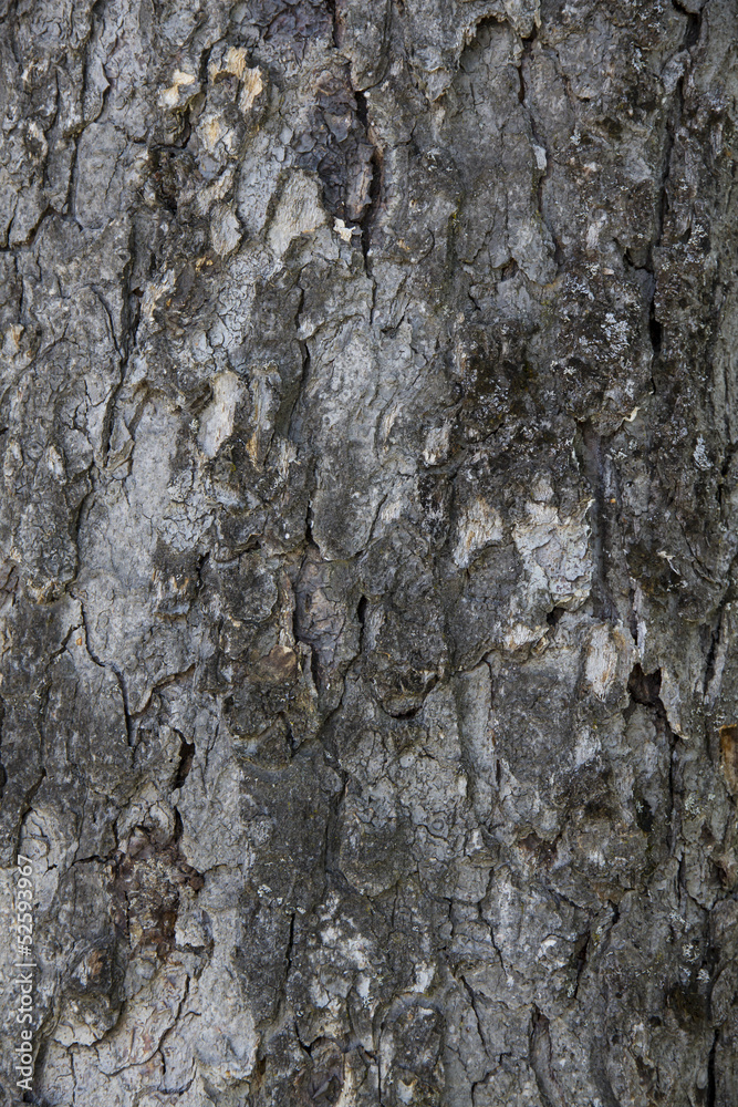 Fototapeta premium textura de corteza de arbol, fondo, 3d.