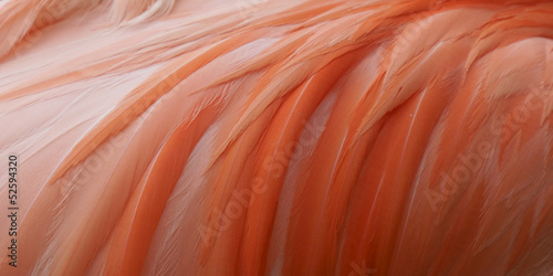 Close up pink flamingo