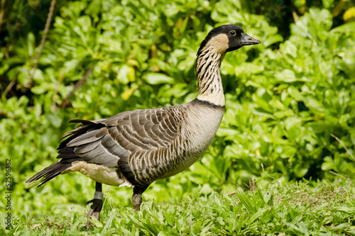 Endangered Native Hawaiian Goose