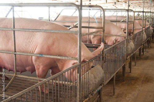 Pig in pigsty