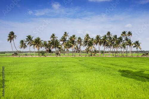 Paddy field in India