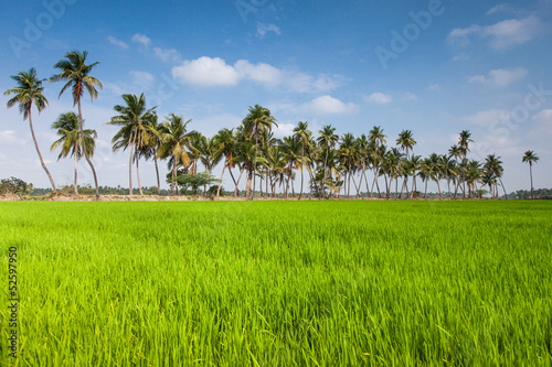 Paddy field in India photo