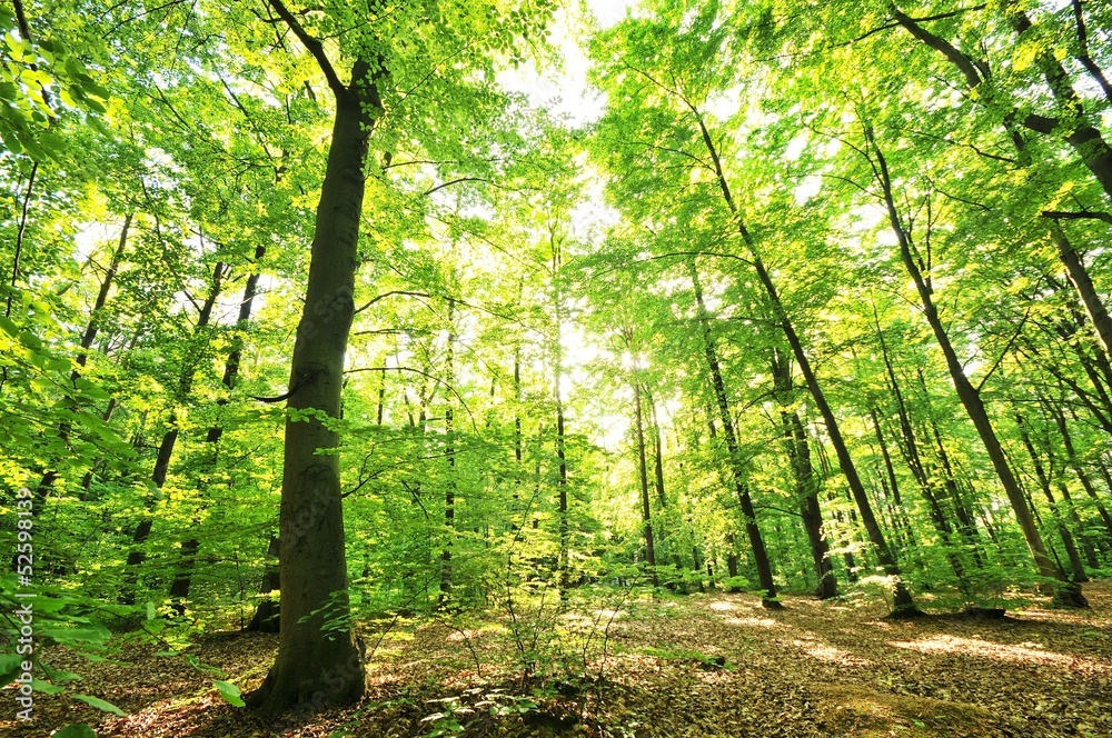 Fototapeta premium Green forest