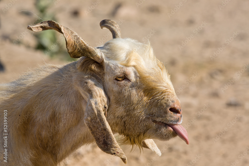 Fototapeta premium Goat portrait
