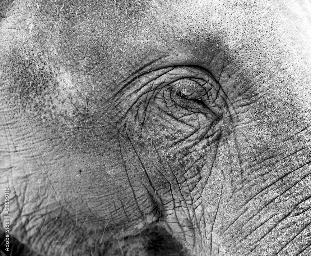 Elephant close up Elephant close up