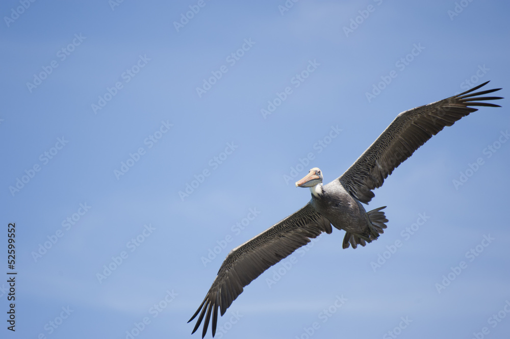 Obraz premium Pelikan