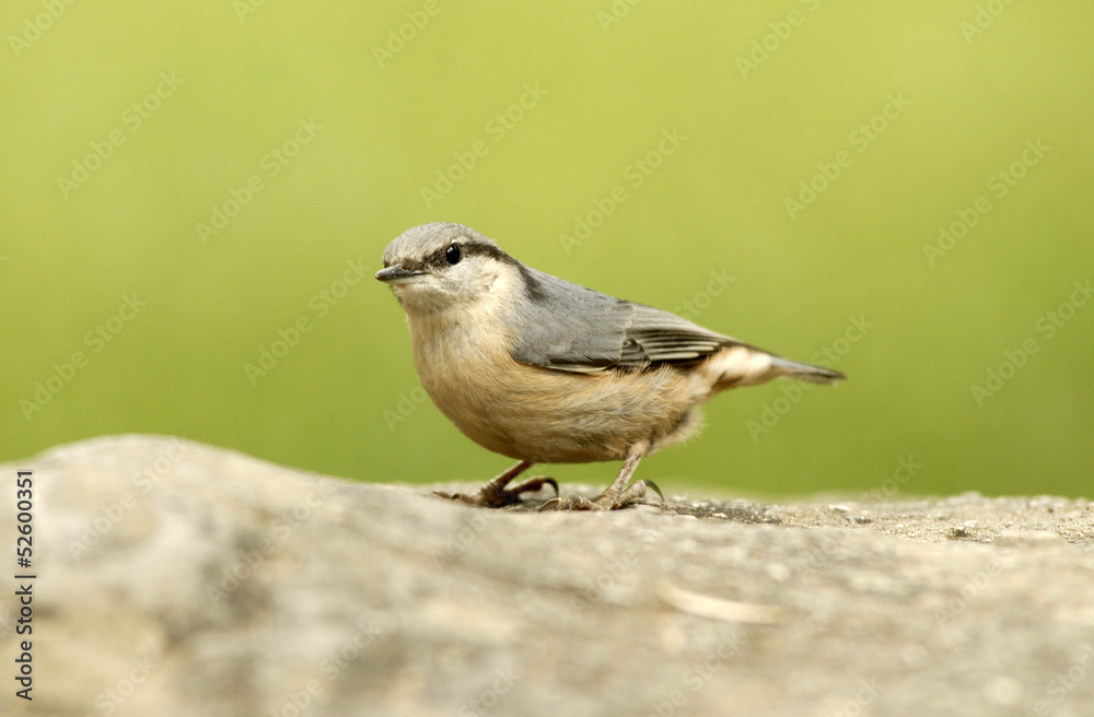 Fototapeta premium Pollo de trepador