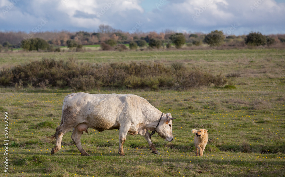 white cow and sheepdog white cow and sheepdog