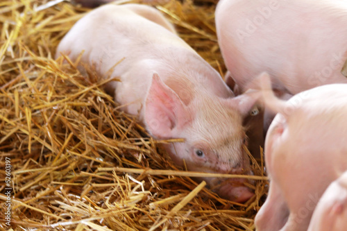 Piglets photo