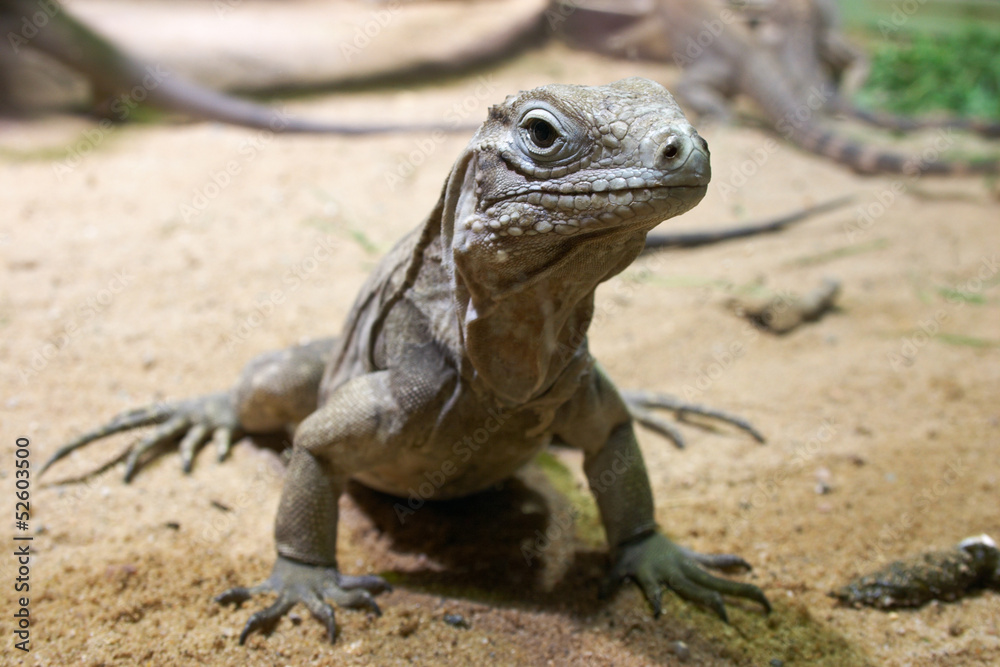 Cyclura nubila Cyclura nubila