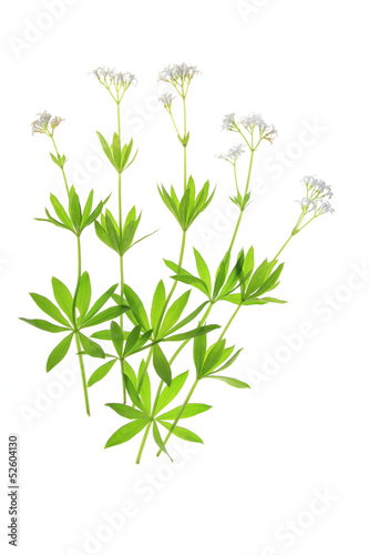 Waldmeister  Galium odoratum 