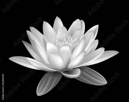 Water lily black and white