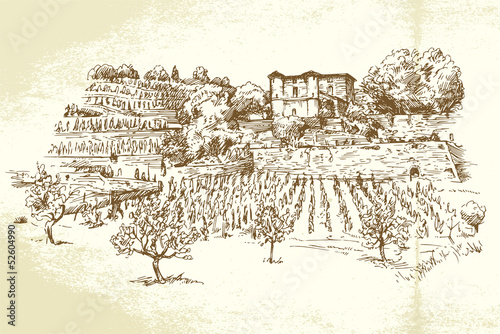 hand drawn vineyard