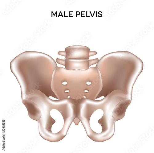 Male pelvis