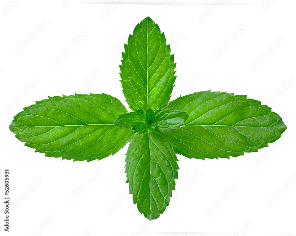 mint mint