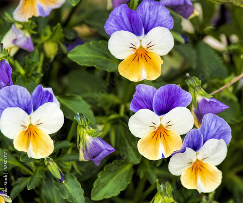 viola tricolor © manola72