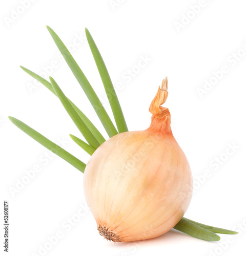 Onion bulb