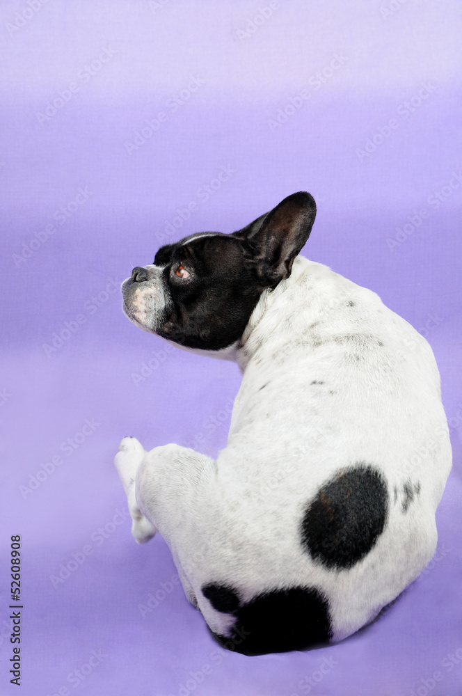 Bouledogue francese - figura intera profilo Bouledogue francese - figura intera profilo