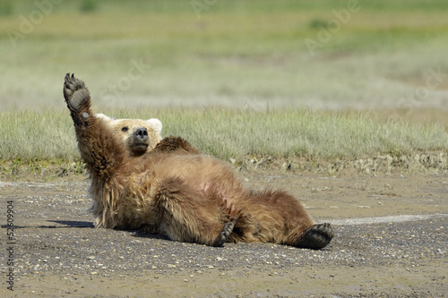 Grizzly Bear lying on beach and stretching