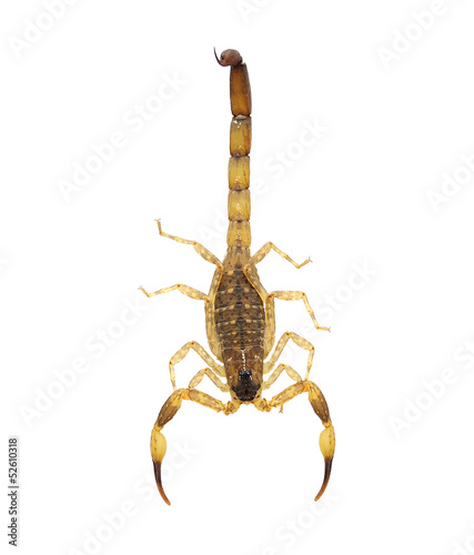 Scorpion  isolated on white. No shadow © sommai