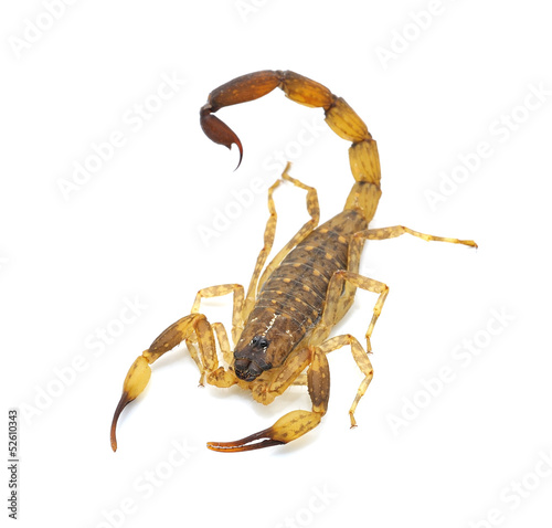 Scorpion  isolated on white background