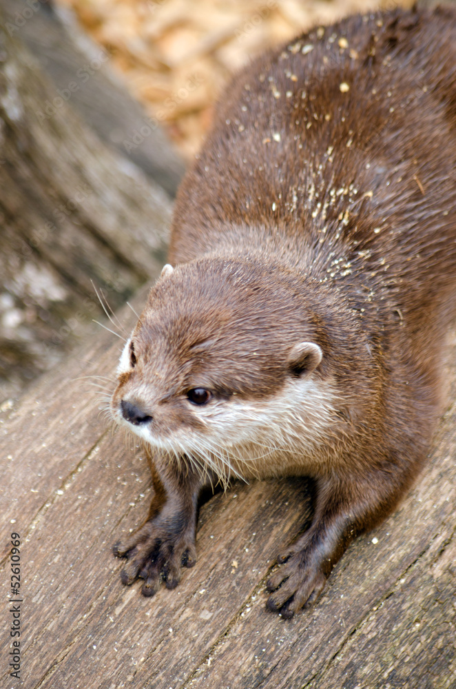 Asian Short Clawed Otter