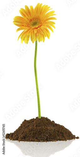Fototapeta Naklejka Na Ścianę i Meble -  gerbera sur motte de terre